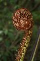 Tree fern crozier, Pirianda Gardens IMG_7233